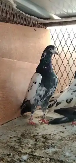 تم البيع 3 ازواج تيدي تم البيع 0