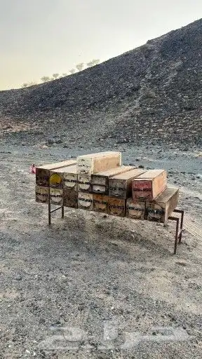عسل صيفي عليه طلحه وعسل سدر 5