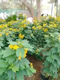 تنسيق حدائق بالرياض 5