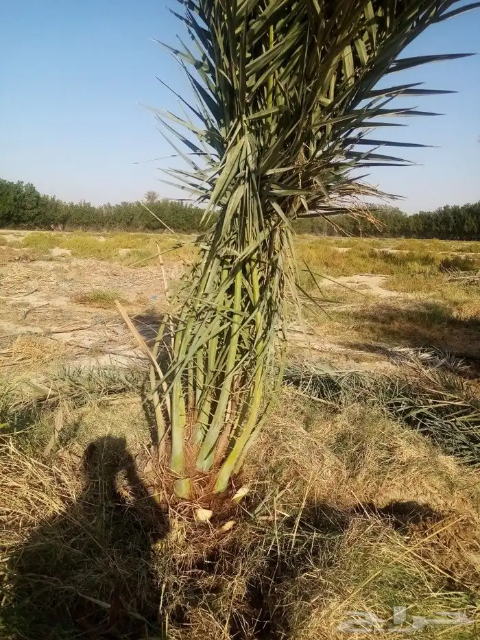 زراعه نخيل 5