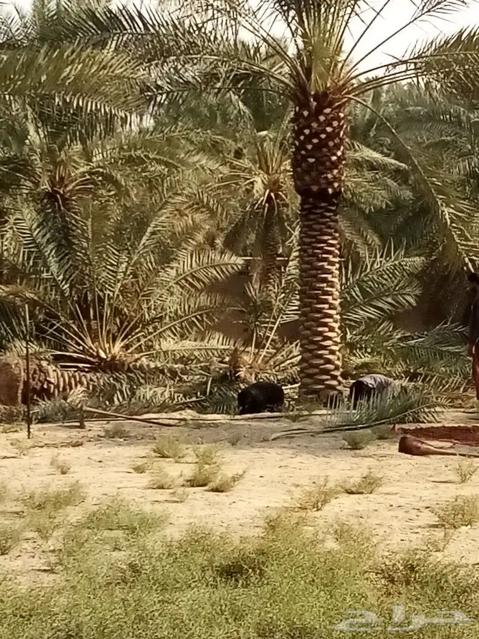 زراعه نخيل 1