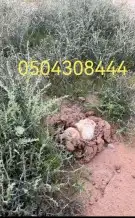 بذور برية جملة وتفريد 0