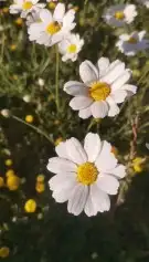 بذور برية جملة وتفريد 1
