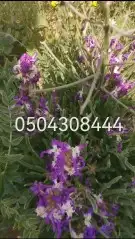 بذور برية جملة وتفريد 2