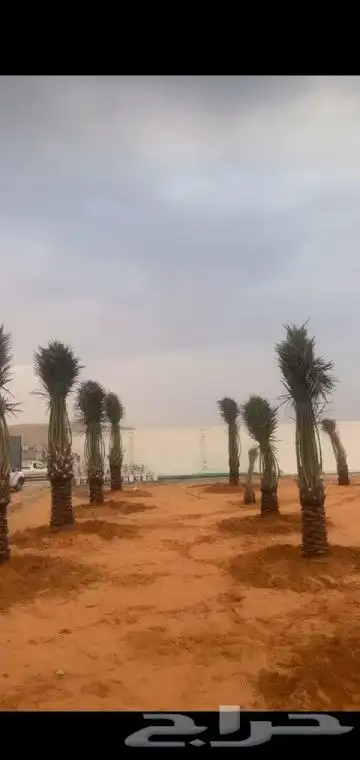 جميع انواع انخيل عربي واشنطني 4