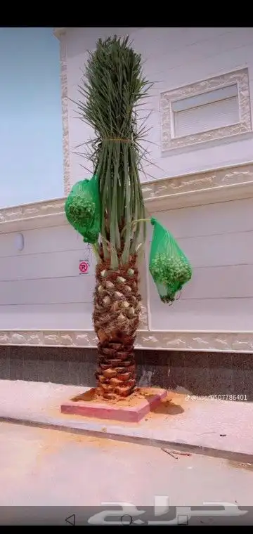 جميع انواع انخيل عربي واشنطني 6