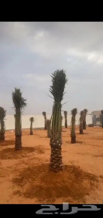 جميع انواع انخيل عربي واشنطني 0