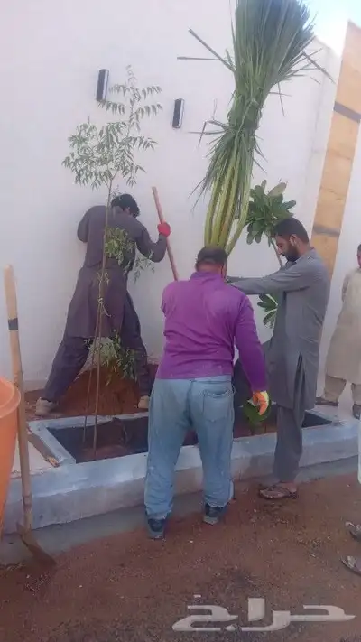 جميع انواع انخيل عربي واشنطني 2