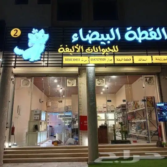القطة البيضاء للحيوانات الأليفة ومستلزماتها 1