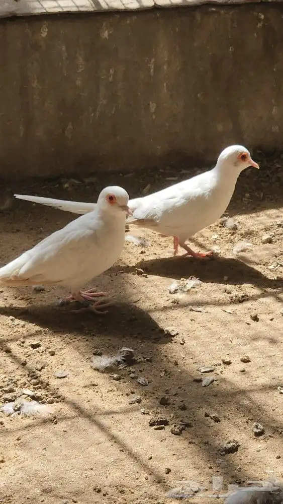 جوز سنوايت دايموند دوف 0