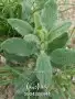 بذور برية جملة وتفريد 3