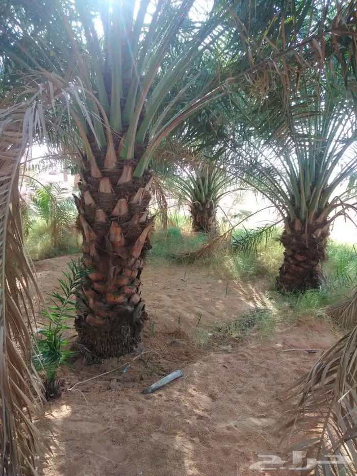 جميع انواع انخيل عربي واشنطني 1