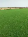 لجميع انواع الثيل الطبيعي درجة أولى 4
