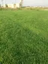 لجميع انواع الثيل الطبيعي درجة أولى 5