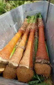 جميع انواع النخيل الوشنطني ولعربي بأسعار مناسبه 3