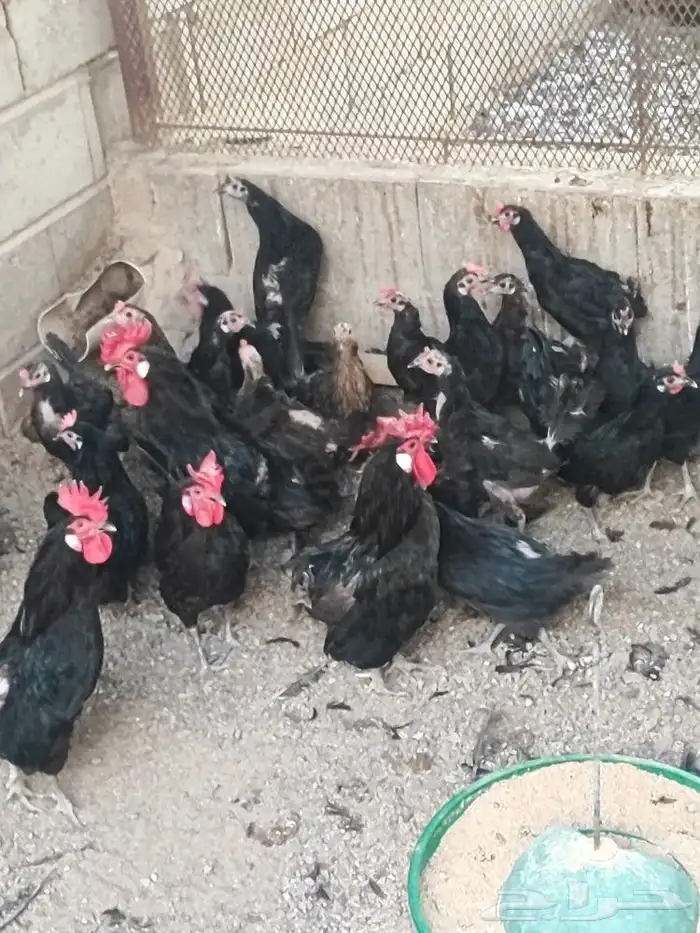 بيض بلدي للفقاسه وللمائده 6