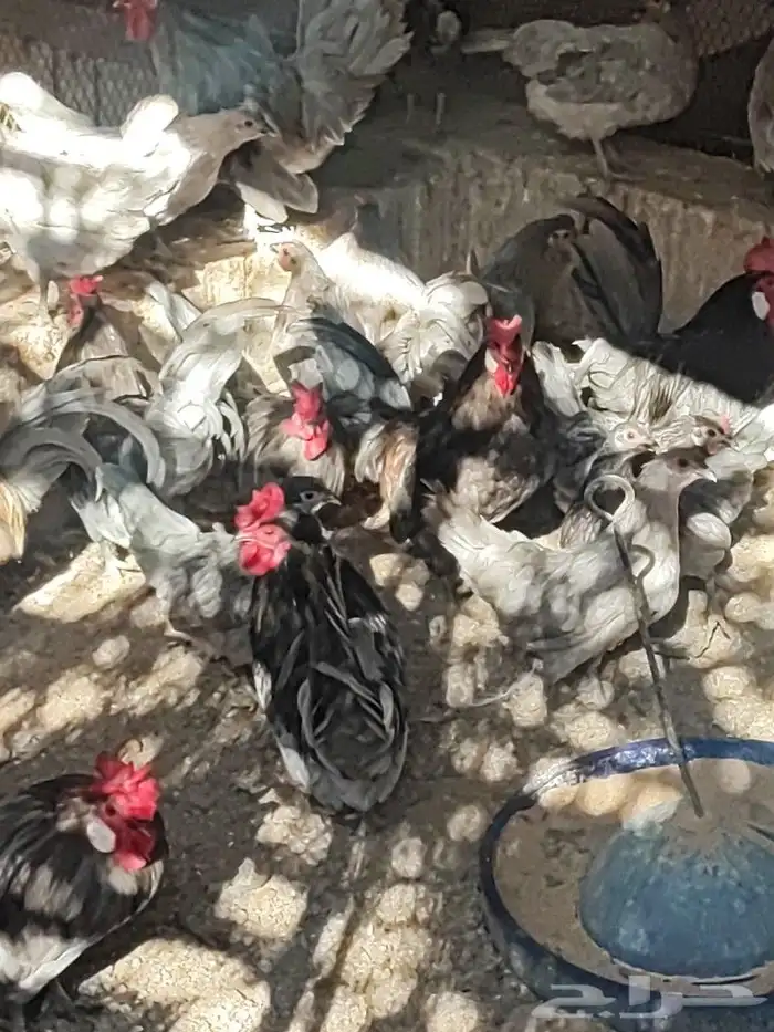 بيض بلدي للفقاسه وللمائده 4