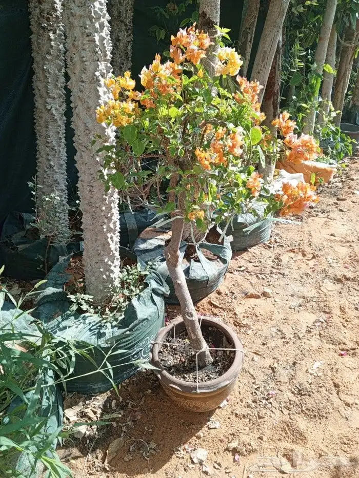 زراعه الاشجار والثيل والنخيل والزيتون. وشبكات الري 9