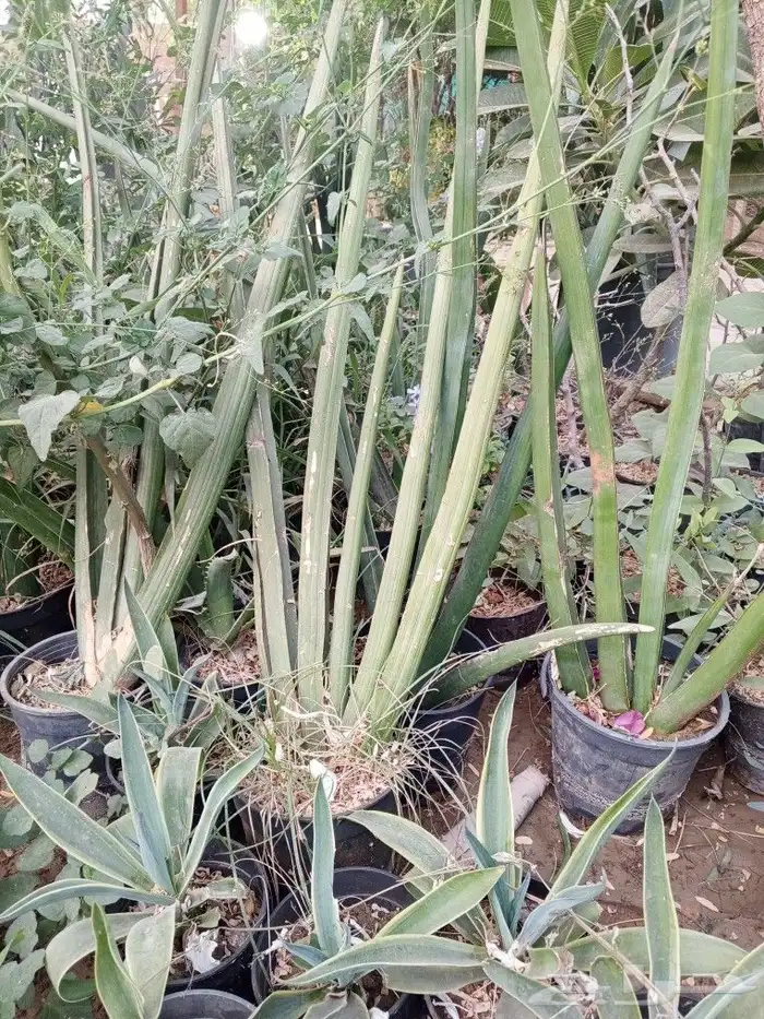 زراعه الاشجار والثيل والنخيل والزيتون. وشبكات الري 6