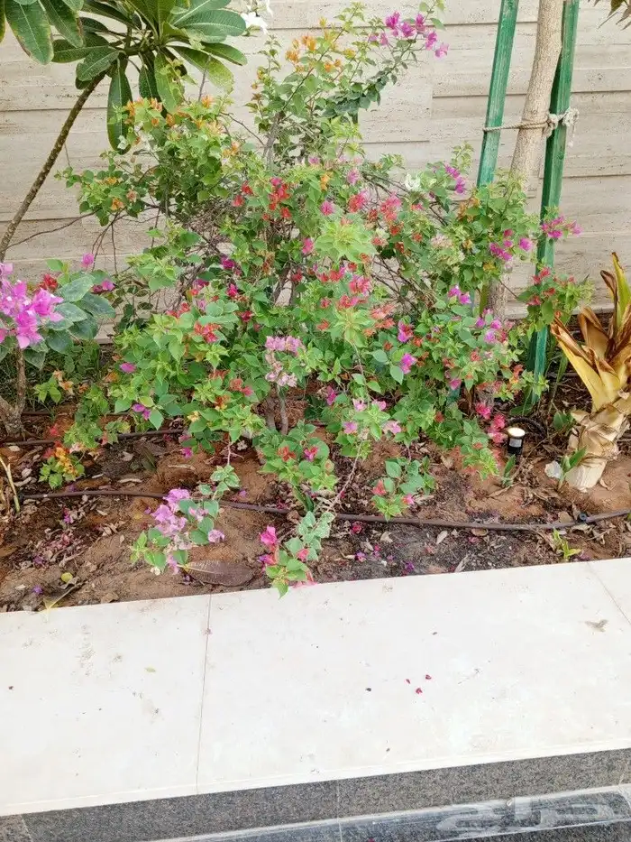 زراعه الاشجار والثيل والنخيل والزيتون. وشبكات الري 8