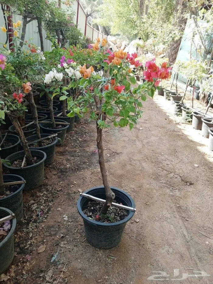 زراعه الاشجار والثيل والنخيل والزيتون. وشبكات الري 4