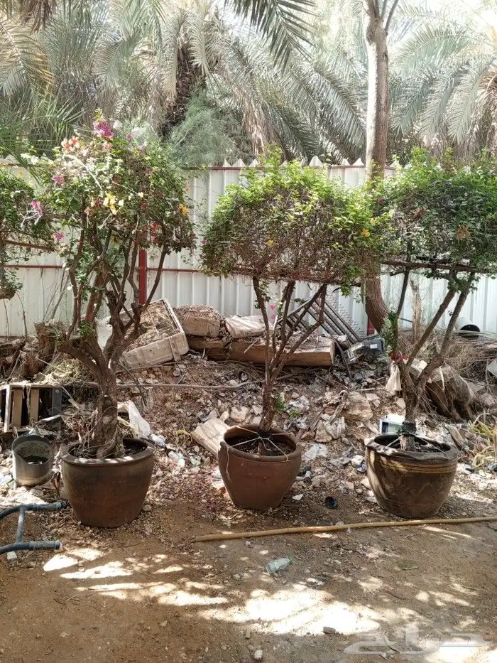 زراعه الاشجار والثيل والنخيل والزيتون. وشبكات الري 2