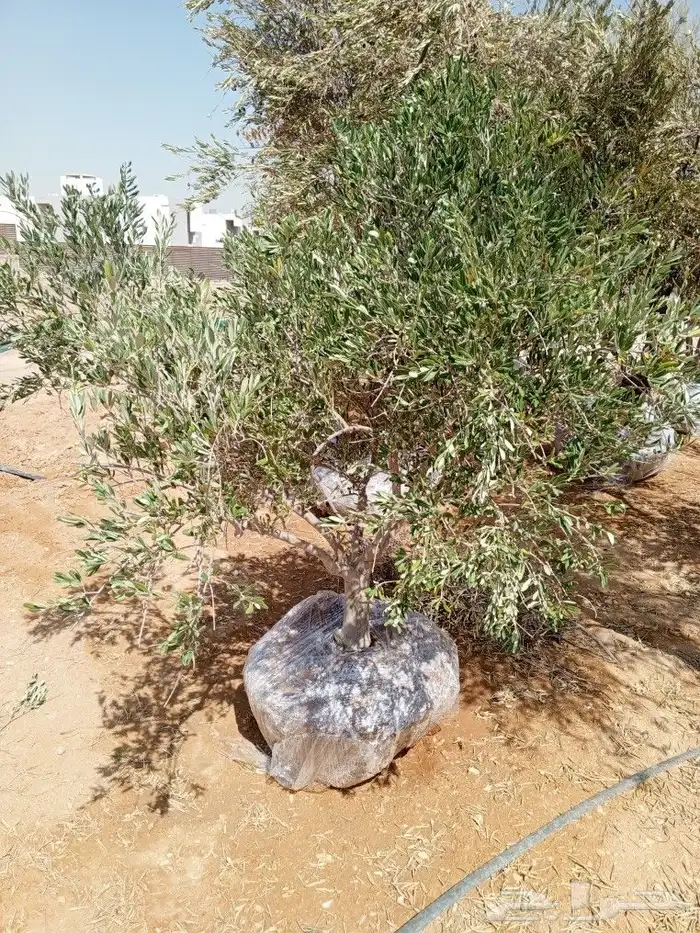 زراعه الاشجار والثيل والنخيل والزيتون. وشبكات الري 1