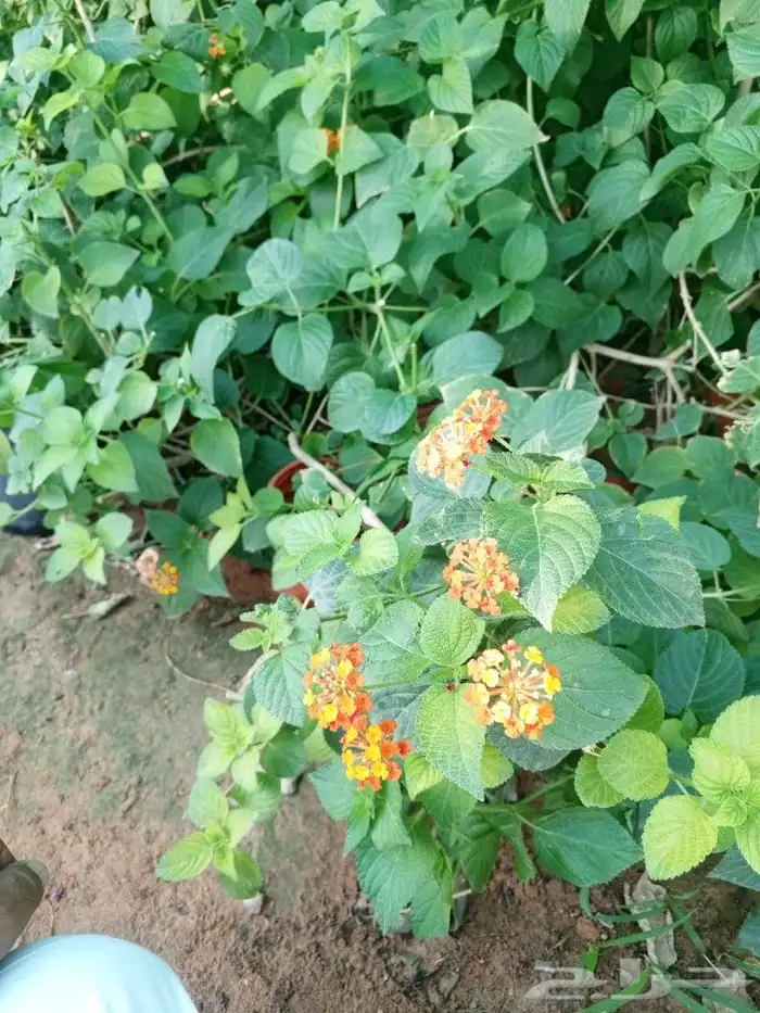 زراعه الاشجار والثيل والنخيل والزيتون. وشبكات الري 3