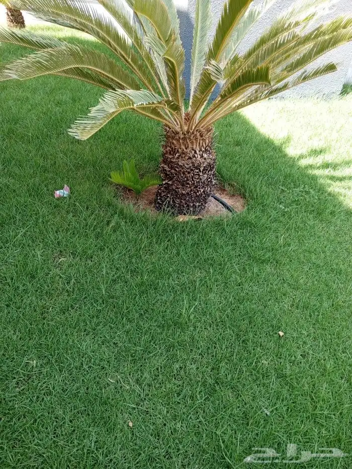 زراعه الاشجار والثيل والنخيل والزيتون. وشبكات الري 7