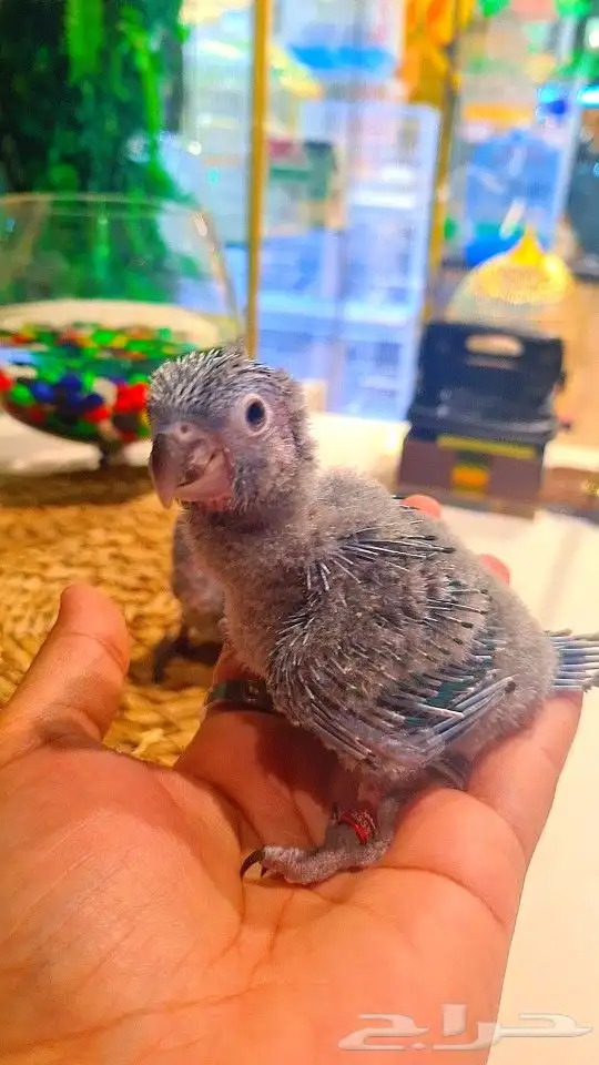 فروخ بلو شيك ب (( 700 ريال ))) تم البيع 4