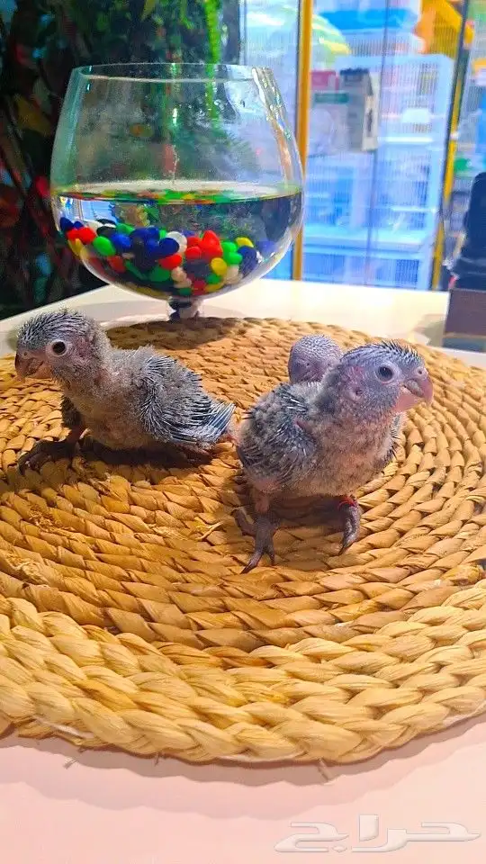 فروخ بلو شيك ب (( 700 ريال ))) تم البيع 3