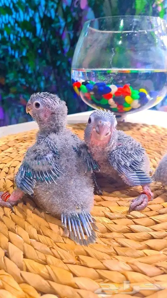 فروخ بلو شيك ب (( 700 ريال ))) تم البيع 0