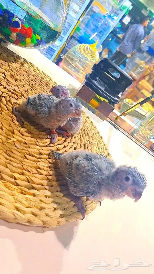 فروخ بلو شيك ب (( 700 ريال ))) تم البيع 6