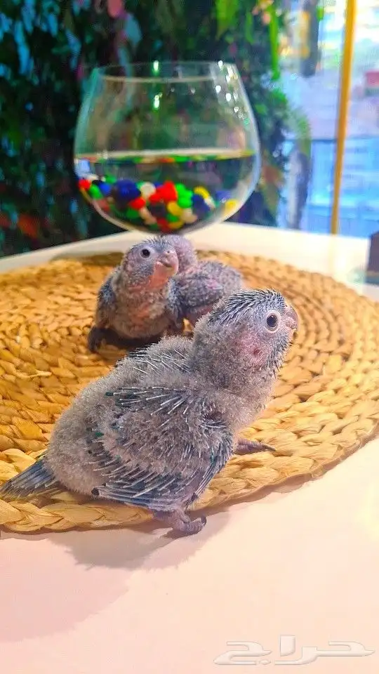 فروخ بلو شيك ب (( 700 ريال ))) تم البيع 5