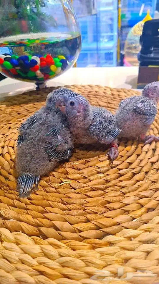 فروخ بلو شيك ب (( 700 ريال ))) تم البيع 8