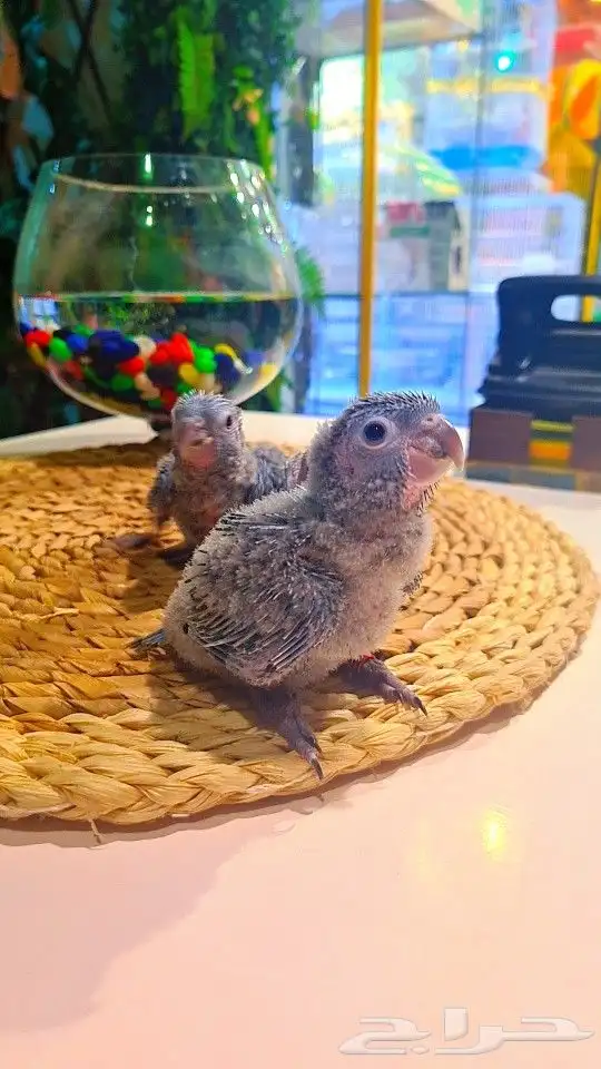 فروخ بلو شيك ب (( 700 ريال ))) تم البيع 7