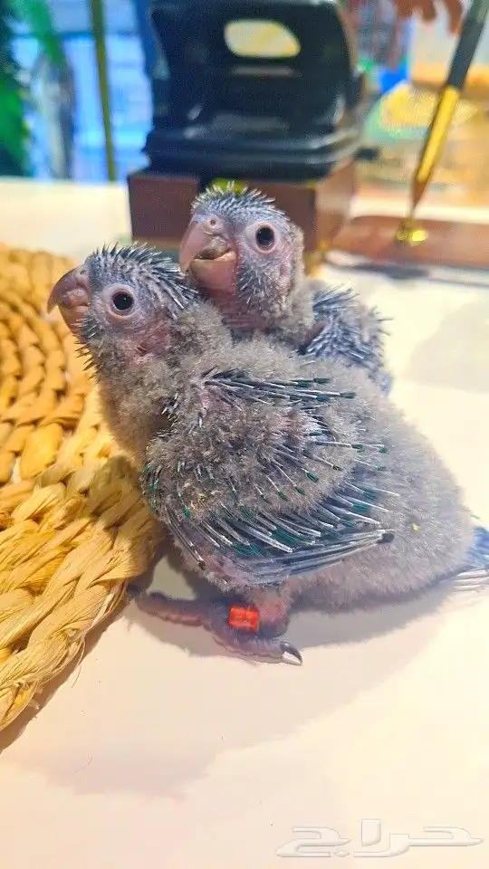 فروخ بلو شيك ب (( 700 ريال ))) تم البيع 2