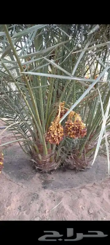 يوجد لدينا جميع انواع واشجار ازينه ول واشنطن 0
