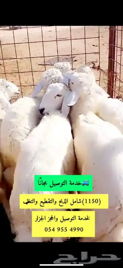حوار وحريات وسواكني 2