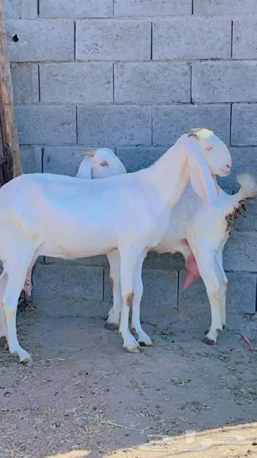 بنجابيات تب التب(تم البيع ) 2