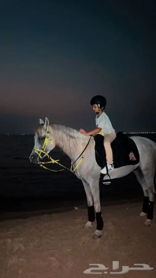 رحلات وجلسات خيل عالبحر 4