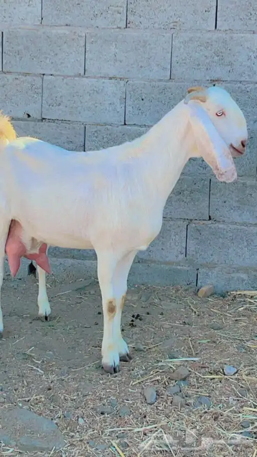 بنجابيات تب التب(تم البيع ) 9