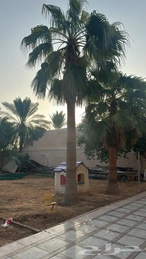 نخيل وشنطني جميع المقاسات توريد داخل وخارج المملكة 0