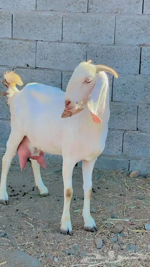 بنجابيات تب التب(تم البيع ) 10