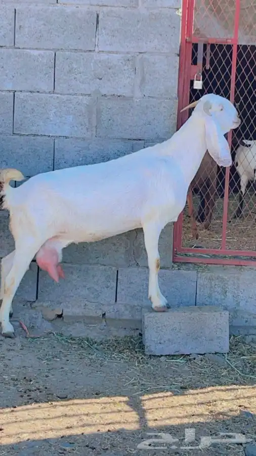 بنجابيات تب التب(تم البيع ) 8