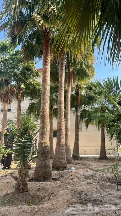 نخيل وشنطني جميع المقاسات توريد داخل وخارج المملكة 1