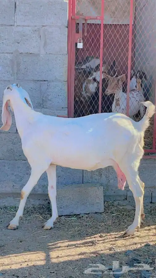 بنجابيات تب التب(تم البيع ) 3