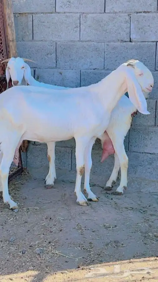 بنجابيات تب التب(تم البيع ) 5