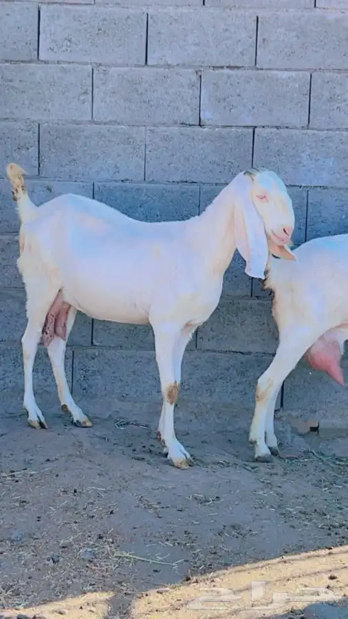 بنجابيات تب التب(تم البيع ) 6