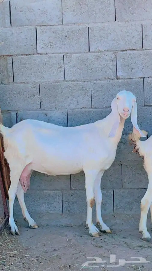 بنجابيات تب التب(تم البيع ) 7